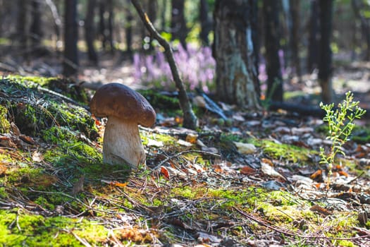 One cep mushroom grow in moss forest. Royal porcini food in nature. Boletus growing in wild forest