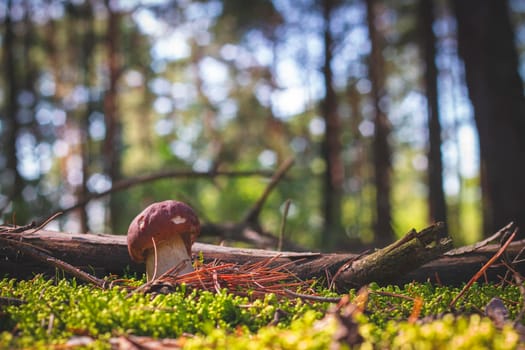 Brown cap cep mushroom grows in moss. Royal porcini food in nature. Boletus growing in wild wood