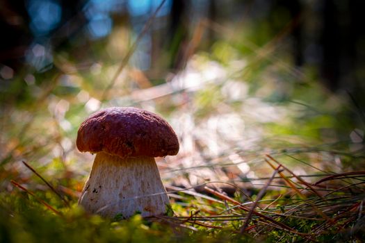 Brown cap big cep mushroom in wood. Royal porcini food. Boletus growing in wild forest