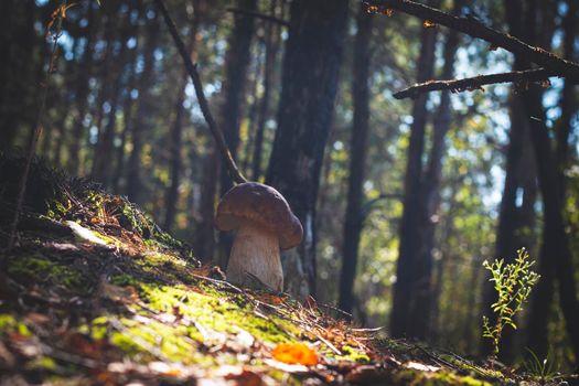 One mushroom grow in coniferous wood. Royal porcini food in nature. Boletus growing in wild forest