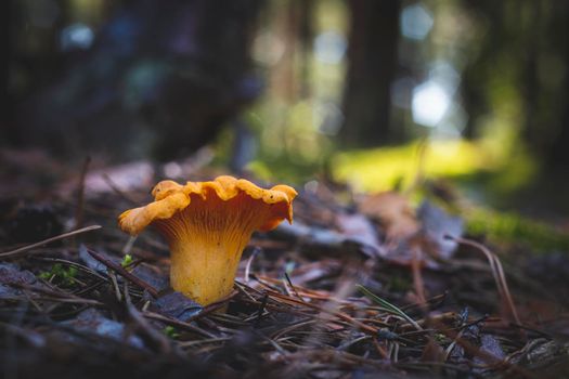 Chanterelle mushroom grows in coniferous forest. Yellow mushrooms food in nature. Boletus growing in wild wood