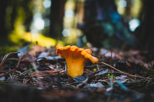 Chanterelle mushroom grows in coniferous wood. Yellow mushrooms food in nature. Boletus growing in wild wood