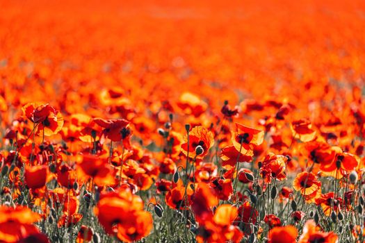 Large Field with red poppies and green grass at sunset. Beautiful field scarlet poppies flowers with selective focus. Red poppies in soft light. Glade of red poppies. Soft focus blur. Papaver sp