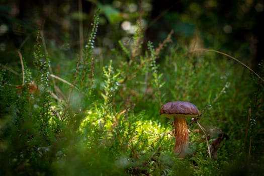 Mushroom grows in wild moss forest. Royal porcini food in nature. Boletus growing in wild wood