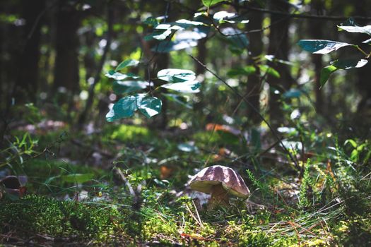 Cep boletus mushroom grows in nature. Royal porcini food in nature. Boletus growing in wild wood