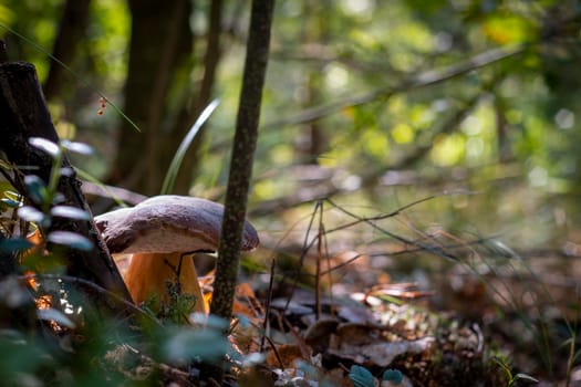 Cep mushroom under tree in forest. Royal porcini food in nature. Boletus growing in wild wood