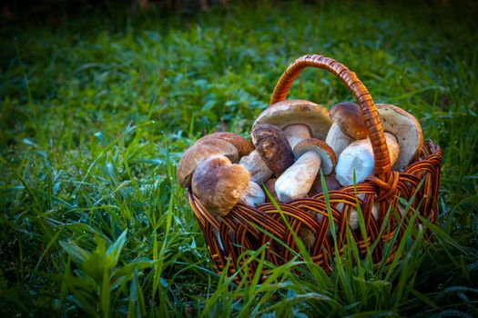 Basket with porcini mushrooms Pick up boletus cep mushroom in wild wood. Forest natural food