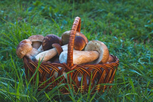 Basket with cep mushrooms in grass. Pick up boletus cep mushroom in wild wood. Forest natural food