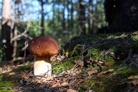 Cep mushroom grow in moss and coniferous forest. Royal porcini food in nature. Boletus growing in wild wood