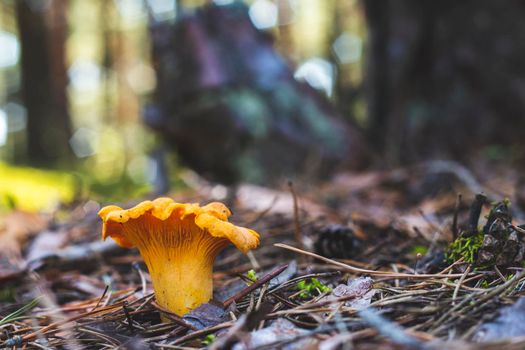 Chanterelle mushroom grows in forest. Yellow mushrooms food in nature. Boletus growing in wild wood