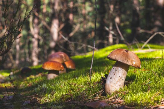 Many porcini mushrooms grows in wood. Royal cep mushrooms food. Boletus growing in wild wood