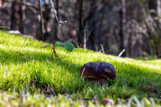 Porcini mushrooms in moss. Royal cep mushrooms food. Boletus growing in wild wood