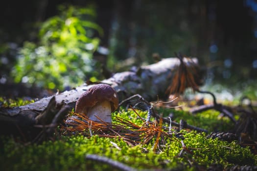 Brown cap cep mushroom grows in forest. Royal porcini food in nature. Boletus growing in wild wood