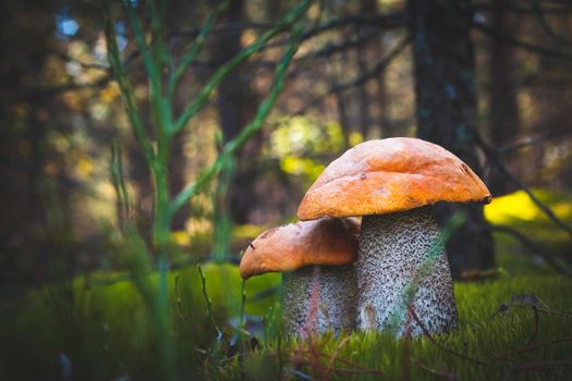 Two orange cap mushrooms grows Wide thick Leccinum mushroom growing in wild wood