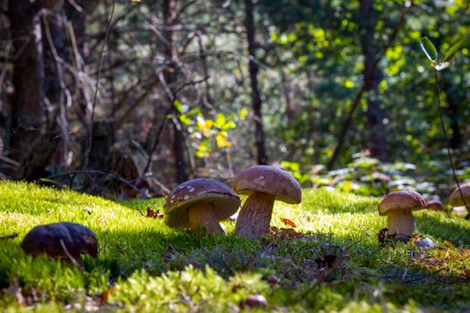 Two porcini mushrooms on a green meadow in the forest. Ecotourism in a beautiful forest. Mushrooms with beautiful caps on the background of the forest