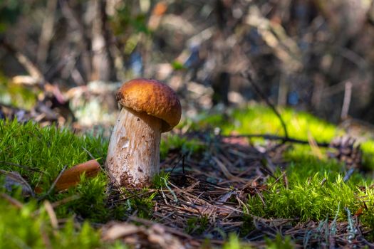 Small porcini mushroom grows. Royal cep mushrooms food. Boletus growing in wild wood