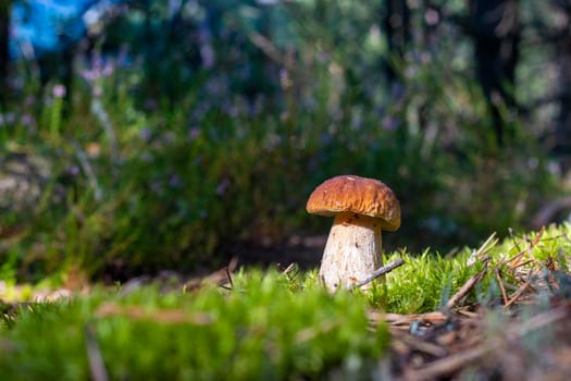 Brown cap porcini mushroom grow in moss Royal cep mushrooms food. Boletus growing in wild wood