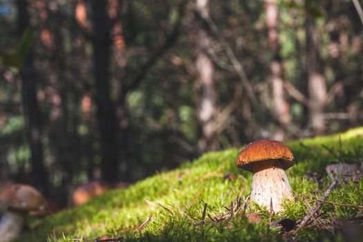 Brown cap porcini mushroom in forest. Royal cep mushrooms food. Boletus growing in wild wood