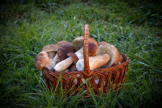 Basket with cep mushrooms. Pick up boletus cep mushroom in wild wood. Forest natural food