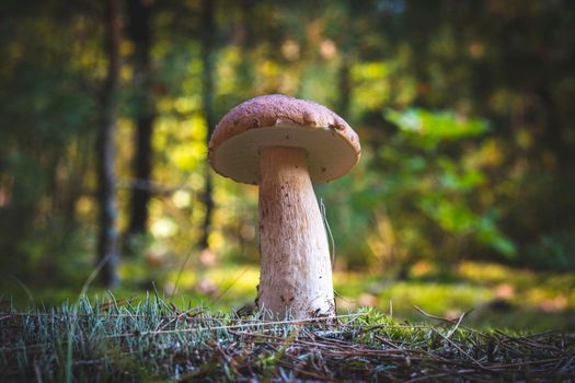 Edible thin porcini mushroom in wood. Royal cep mushrooms food. Boletus growing in wild nature