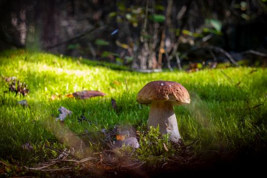 Big porcini mushroom grow in moss wood. Royal cep mushrooms food. Boletus growing in wild wood