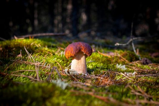 Small porcini mushroom grow in moss. Royal cep mushrooms food. Boletus growing in wild wood