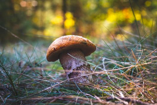 Edible boletus mushroom grow in forest. Wide thick Leccinum mushroom growing in wild wood