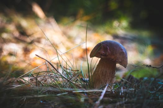 Small edible porcini mushroom grow in wood. Royal cep mushrooms food. Boletus growing in wild nature