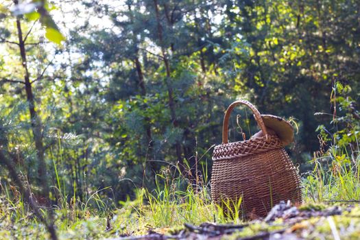 Basket and mushroom in forest. Mushrooms picking in wild wood