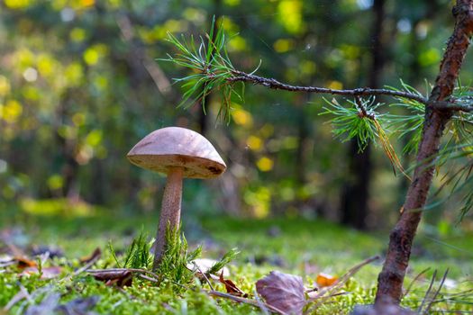 Boletus edulis mushroom grow in wood. Brown cap mushrooms in forest