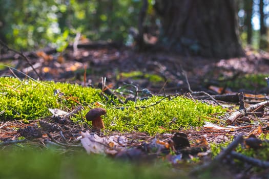 Brown cap mushroom grows in forest Royal porcini food in nature. Boletus growing in wild wood