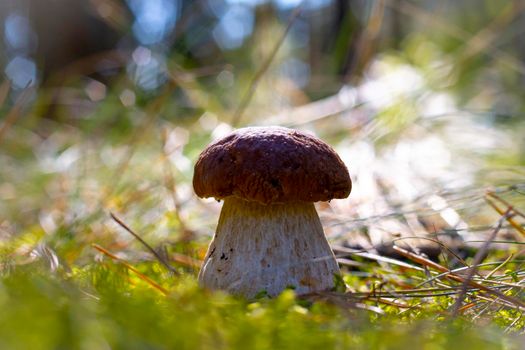 Brown cap big cep mushroom in forest. Royal porcini food. Boletus growing in wild wood