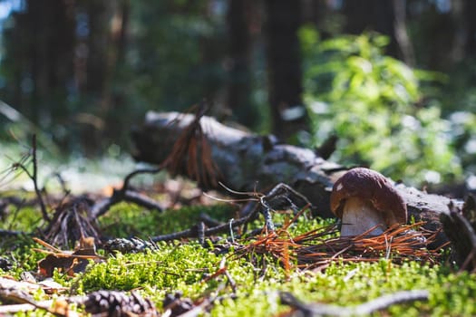 Brown cap cep mushroom grows in wood. Royal porcini food in nature. Boletus growing in wild forest