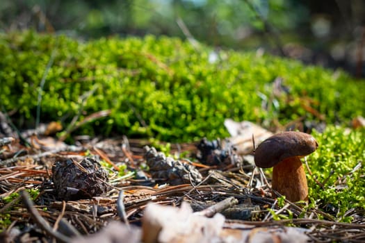 Brown cap mushroom grows in moss wood. Royal porcini food in nature. Boletus growing in wild wood
