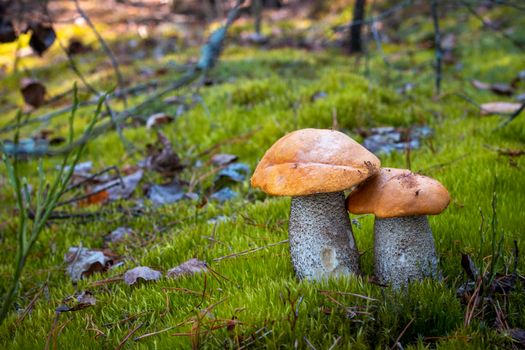 Orange cap mushrooms grow in moss. Wide thick Leccinum mushroom growing in wild wood