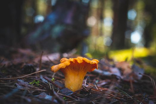 Chanterelle mushroom grows in wood. Orange golden mushrooms food in nature. Boletus growing in wild wood