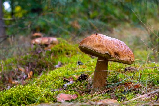 Big brown cap edible mushroom and forest glade. Cep mushrooms food. Boletus growing in wild nature