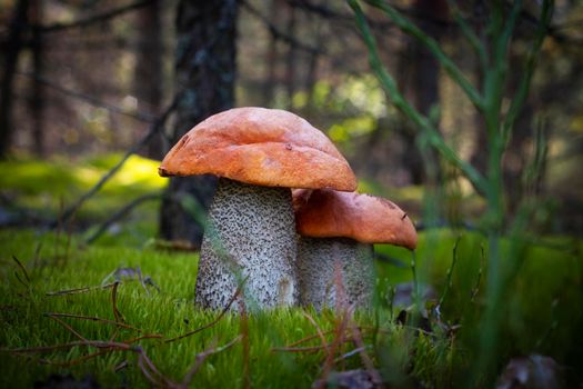 Two orange cap mushrooms grow. Wide thick Leccinum mushroom growing in wild wood