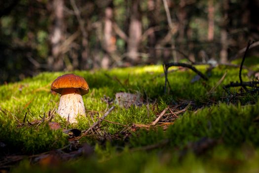 Brown cap porcini mushroom grow in nature. Royal cep mushrooms food. Boletus growing in wild wood