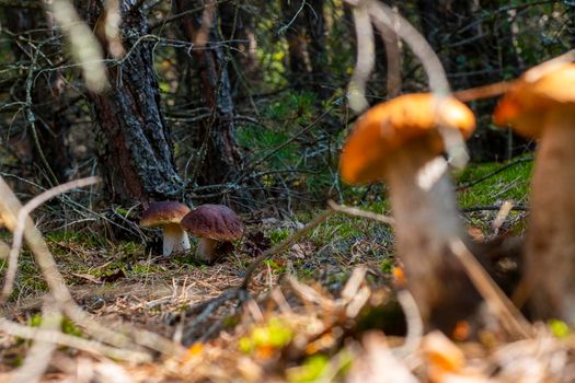 Two edible cep mushrooms grow far away. Royal cep mushrooms food. Boletus growing in wild nature