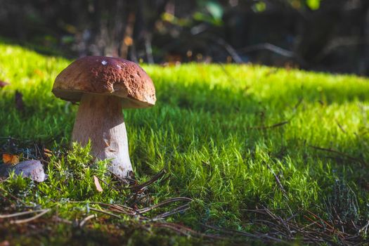 Big porcini mushroom grow in moss forest. Royal cep mushrooms food. Boletus growing in wild wood