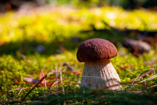 Brown cap big cep mushroom grow in nature. Royal porcini food. Boletus growing in wild wood