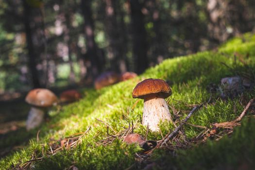 Brown cap porcini mushrooms in forest. Royal cep mushrooms food. Boletus growing in wild wood