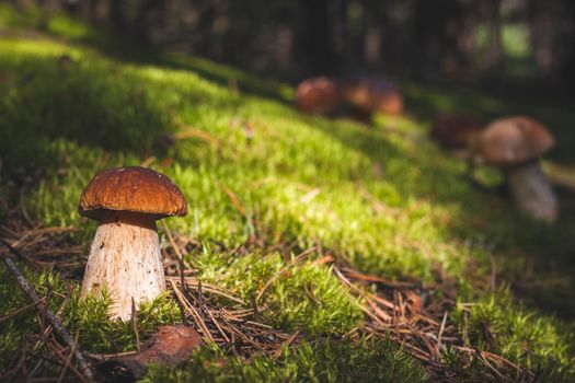 Brown cap porcini mushrooms in moss Royal cep mushrooms food. Boletus growing in wild wood