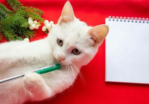 A white cute playful cat lies on a red background next to a notebook holding a pen with its paw.