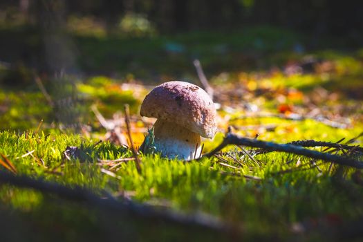 Small cep mushroom grow in sunny wood. Royal cep mushrooms food. Boletus growing in wild wood