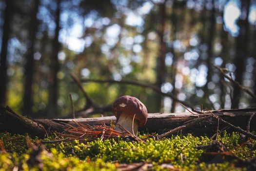 Brown cap boletus mushroom grows in forest Royal porcini food in nature. Boletus growing in wild wood