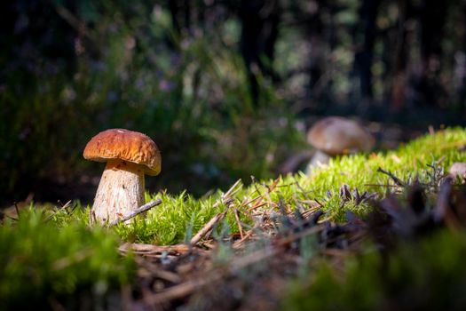 Brown cap porcini mushroom grow in wood Royal cep mushrooms food. Boletus growing in wild wood