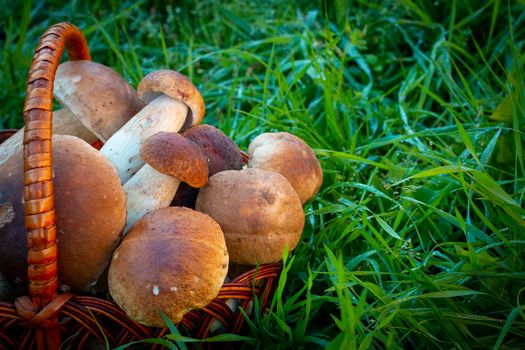 Basket with porcini mushrooms in the grass. Pick up boletus cep mushroom in wild wood. Forest natural food