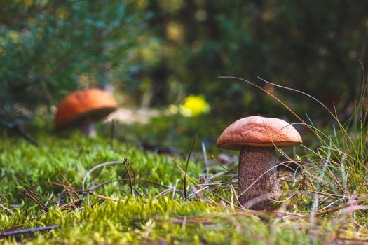 Orange cap mushrooms grow in autumn forest. Fungus mushroom growing in wild wood